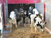 Kalverimport blijft dalen