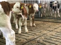 Verhoging transportleeftijd en zes weken melk via speen