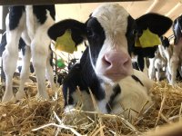 Kalverhouderij gaat werken aan gezondheidspaspoort