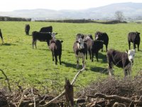 LSD-uitbraak op gevaccineerd bedrijf in Spanje