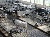 Shamonda-like-virus vastgesteld in Nederland
