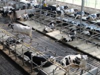 EU zet in op meer dierenwelzijn en grotere eiwitproductie