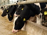 Tweede uitbraak van lumpy skin disease in Girona