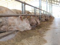 Frankrijk hervat vervoer en export van vee