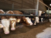 ‘Ook in Nederland nog meer vleesrassen op melkvee’