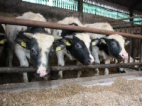 Blauwtongvirus serotype 8 vastgesteld in België
