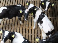 Dierenwelzijn controversieel, stikstof niet