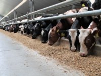 Sneller zetmeel kan kritisch niveau naderen