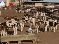 Productie kalfsvlees Amerika stort in