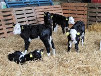 Ierland mest meer kalveren uit melkveehouderij zelf af 