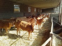 EFSA waarschuwt voor welzijnsproblemen bij vleesvee