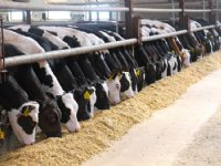 Stikstofproductie op nieuw plafond, fosfaat nog te hoog