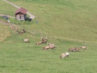 Blokkades opgeheven, nog wel quarantaine