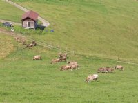 Al maand rustig met uitbraken lumpy skin disease