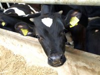 Beëindigingsregeling voor boeren binnen kilometer van Natura-2000
