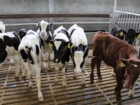 Nieuw kabinet kiest voor stevige koers in stikstofaanpak