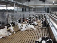 Onafhankelijkheid cruciaal voor Autoriteit Dierwaardige Veehouderij
