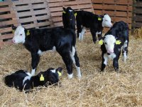 Kruislingkalveren hebben minder last van diarree dan holsteins