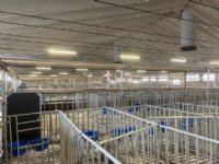 Italiaanse kalversector denkt weer aan groei