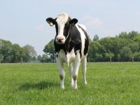 Stikstofplannen kabinet grotendeels bekend