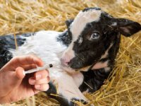 Gezonde kalveren basis voor ieders succes