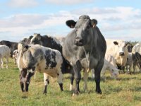 Rundvlees geeft geen krimp, kalfsvlees op sleeptouw