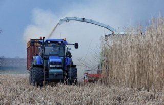 Miscanthus+weer+geoogst