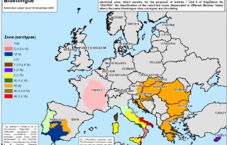 Blauwtong+in+heel+Europa+een+issue+