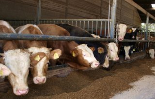 ‘Ook in Nederland nog meer vleesrassen op melkvee’