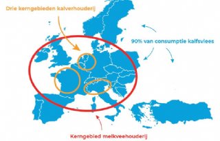 Kalfvlees%3A+typisch+Europees+vleesproduct