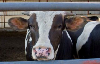 Melkveehouderij+aan+basis+duurzame+vleesproductie