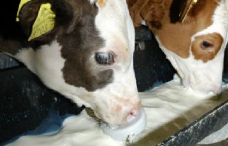 Alternatieven+voor+drinken+uit+trog+onderzocht