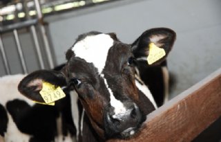 ‘Liever goede innovatieregeling dan kalverrechten’