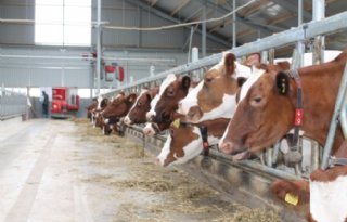 Ook LTO kritisch op stikstofaanpak kabinet