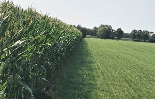 Gemiddeld+jaar+voor+snijmais+ondanks+droogte