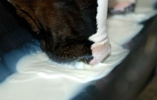 Minder+ondereind+en+meer+groei+met+duurder+melkpoeder