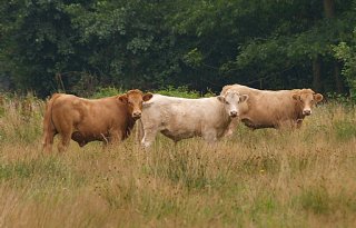 Landbouworganisaties willen stop op herziening Natura 2000-doelen