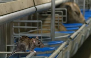 Tien tips om ratten en muizen te weren