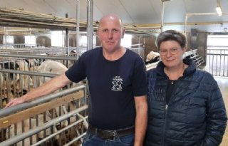 'Belgische Blauwen zijn robuuster maar ook stressvoller'